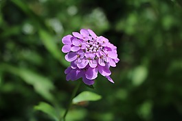 candytuft,紫,花