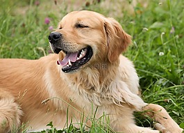 狗,金毛獵犬,關(guān)注