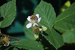 黑莓手機(jī),開花,蜜蜂