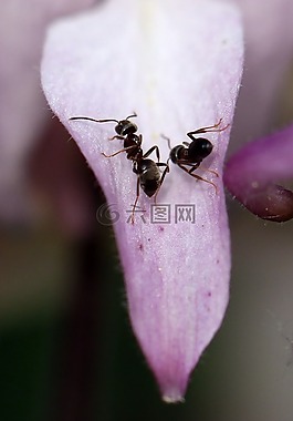 螞蟻,宏,特寫