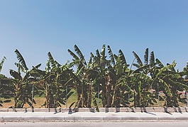 樹(shù),籬笆,人行道