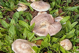蘑菇,草地,草