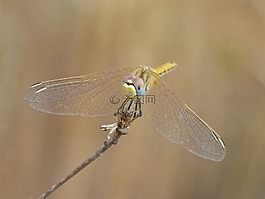 蜻蜓,黄蜻蜓,orthetrum chrysostigma