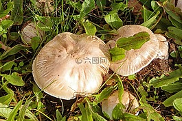 蘑菇,草地,草