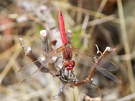 紅蜻蜓,蜻蜓,藤