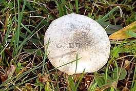 蘑菇,草地,草