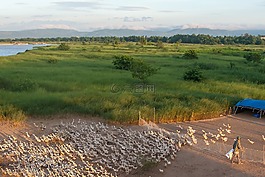 养殖的鸭子,河,富安