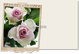 短,blomsterkort,席次牌