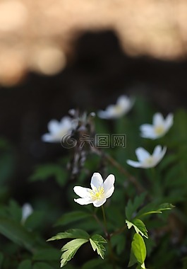 花,自然,春
