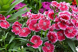 花,花卉園,粉紅色