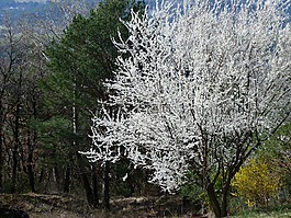 景觀,樹,開花