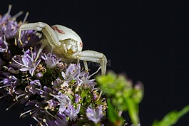 一枝黄花蟹蛛,misumena vatia,蜘蛛