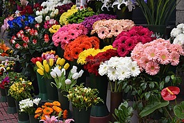 花,不斷增長(zhǎng)