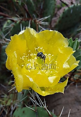 仙人掌花,甲蟲，昆蟲,花