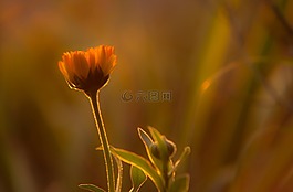 日落,橙,花