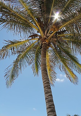 棕櫚樹,太陽,天空