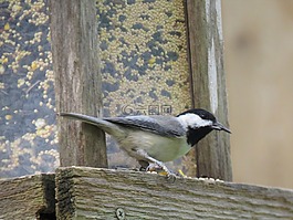 鳥,黑色和灰色的,野生動物