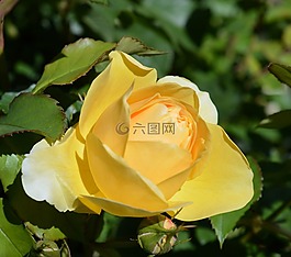 玫瑰,豐花,玫瑰綻放