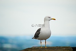 海鷗,鳥,鷗