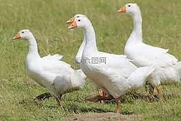 鵝,國內(nèi)鵝,白