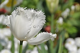 郁金香,白,春天
