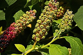 美洲商陸,漿果,花園