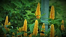 性質(zhì),鮮花,黃色
