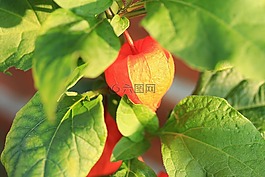 lampionblume,酸漿,觀賞植物