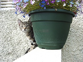 猫,小猫,虎斑猫