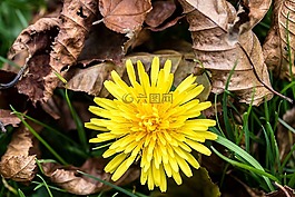 普通的蒲公英,蒲公英教派,ruderalia