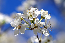 開花,白,春天