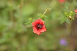 關(guān)閉,地面覆蓋,開花