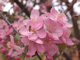 鮮花,昆蟲,飛