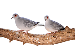 哀悼鴿子的鉆石,斑鳩,鳥