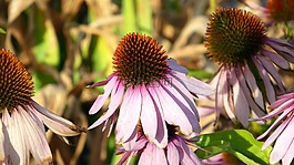 松果菊,性質(zhì),廠