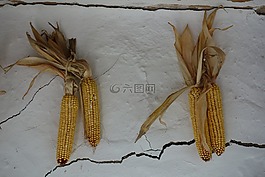 玉米,民间,乡村