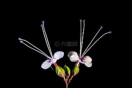 野花,花,開(kāi)花