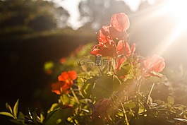 紅色,花,鮮花