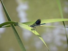 宏,蜻蜓,夏天