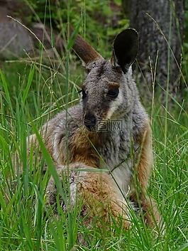 袋鼠,動物園的布爾諾,哺乳動物