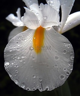 虹膜,花瓣,花