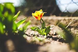 郁金香,花,黃色