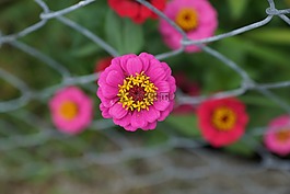 百日草,花,復(fù)合材料