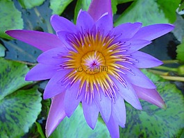 蓮花,溫泉,花