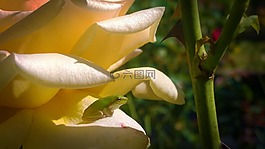 玫瑰,青蛙,玫瑰花園