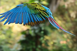 鳥,飛鳥,鸚鵡
