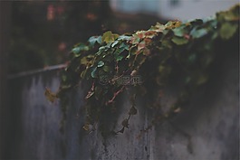 植物,常春藤,叶