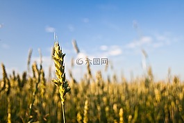 糧食,植物,戶外