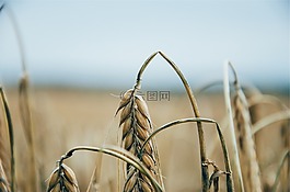 小麥,植物,字段