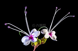 野花,花,開(kāi)花